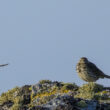 Pipit farlouse